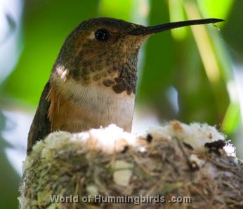 Hummingbird Garden Catalog: Allen's Hummingbird